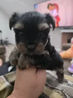 Rocky, a male Yorkshire Terrier for sale in San Diego, CA – 2 of 3