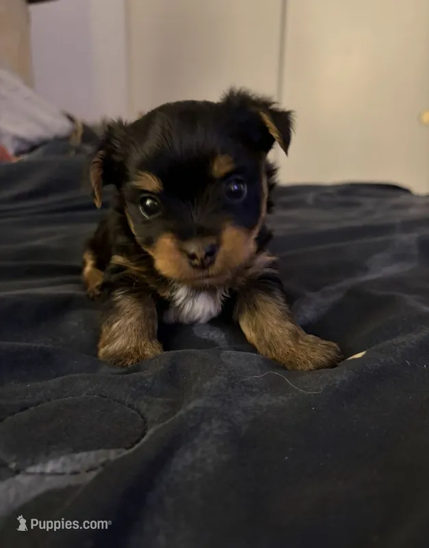 Theo – Yorkshire Terrier puppy for sale in San Diego, CA