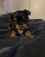 Theo, a male Yorkshire Terrier for sale in San Diego, CA – 1 of 1