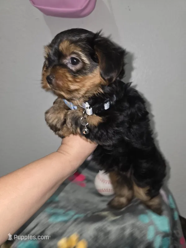 Chip – Yorkshire Terrier puppy for sale in San Diego, CA