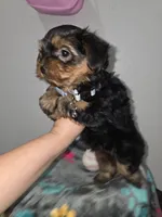 Chip, a male Yorkshire Terrier for sale in San Diego, CA – 1 of 1