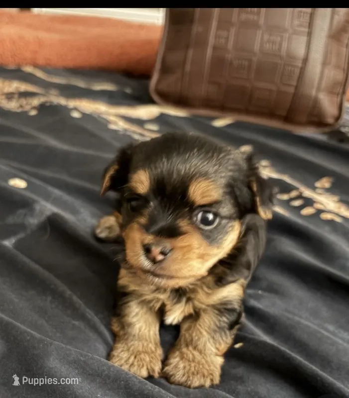 Jade – Yorkshire Terrier puppy for sale in San Diego, CA