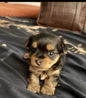 Jade, a female Yorkshire Terrier for sale in San Diego, CA – 1 of 1