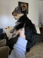 Cotton Candy, a female Yorkshire Terrier for sale in San Diego, CA – Photo 2 of 2