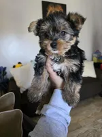 Cotton Candy, a female Yorkshire Terrier for sale in San Diego, CA – Photo 1 of 2