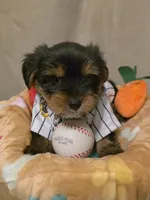 Bonbon, a male Yorkshire Terrier for sale in San Diego, CA – Photo 3 of 5