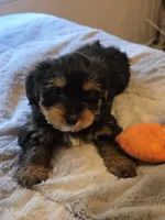 Bonbon, a male Yorkshire Terrier for sale in San Diego, CA – Photo 5 of 5