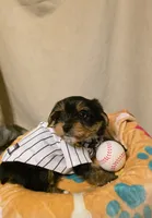 Bonbon, a male Yorkshire Terrier for sale in San Diego, CA – Photo 4 of 5