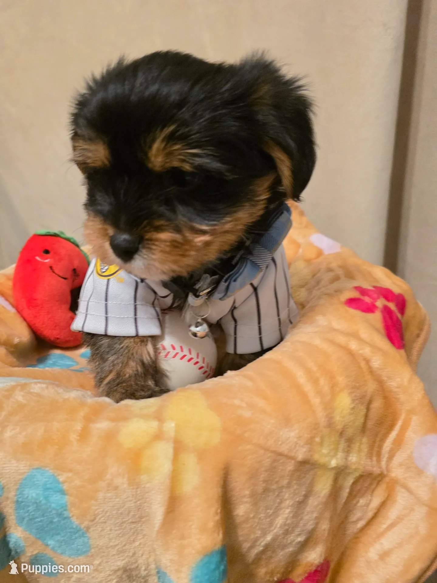 Bonbon, a male Yorkshire Terrier for sale in San Diego, CA – Photo 2 of 5