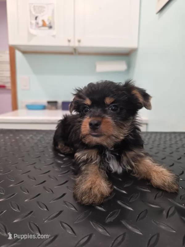 Theo – Yorkshire Terrier puppy for sale in San Diego, CA