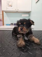 Theo, a male Yorkshire Terrier for sale in San Diego, CA – 1 of 2