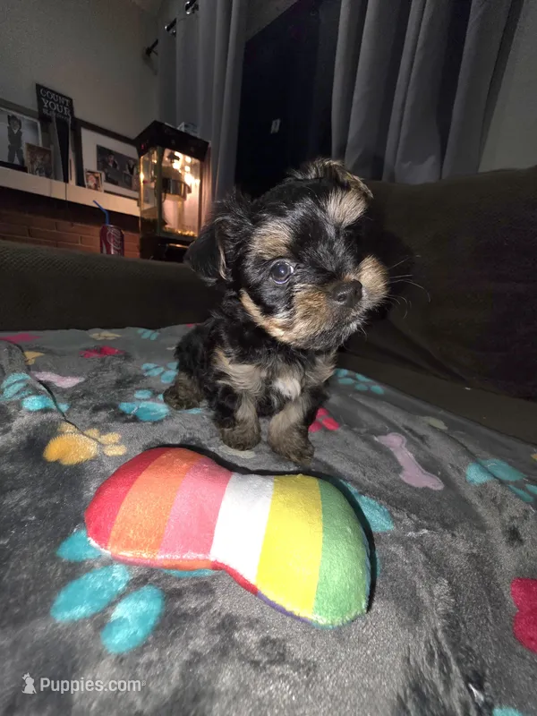 Rocky – Yorkshire Terrier puppy for sale in San Diego, CA