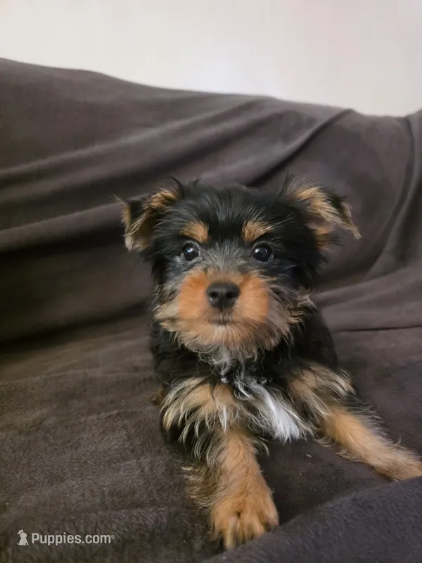 Theo – Yorkshire Terrier puppy for sale in San Diego, CA