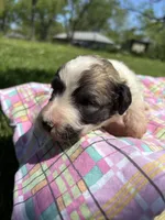 Jackie , a female Pyredoodle for sale in Kansas City, MO – Photo 3 of 4