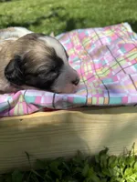 Jackie , a female Pyredoodle for sale in Kansas City, MO – Photo 2 of 4