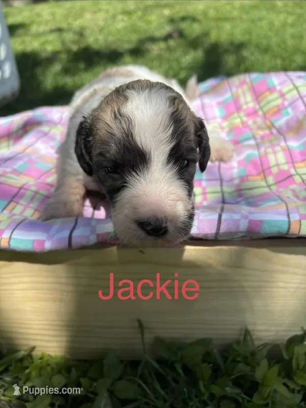 Jackie  – Pyredoodle puppy for sale in Kansas City, MO