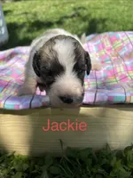 Jackie , a female Pyredoodle for sale in Kansas City, MO – Photo 1 of 4
