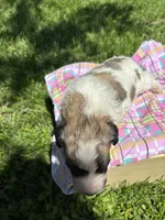 Jackie , a female Pyredoodle for sale in Kansas City, MO – Photo 4 of 4