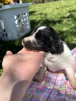 Winnie, a female Pyredoodle for sale in Kansas City, MO – Photo 2 of 3