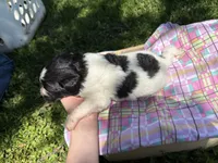 Winnie, a female Pyredoodle for sale in Kansas City, MO – Photo 3 of 3