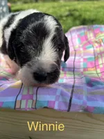 Winnie, a female Pyredoodle for sale in Kansas City, MO – Photo 1 of 3