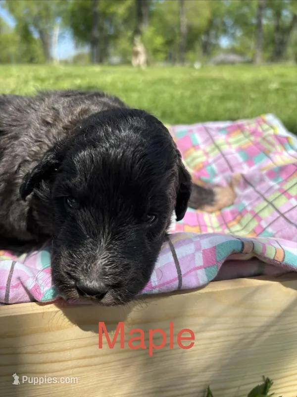 Maple – Pyredoodle puppy for sale in Kansas City, MO
