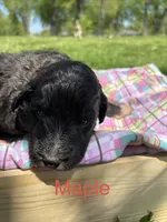 Maple, a female Pyredoodle for sale in Kansas City, MO – Photo 1 of 3