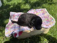 Maple, a female Pyredoodle for sale in Kansas City, MO – Photo 3 of 3