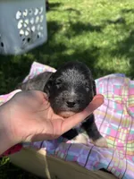 Maple, a female Pyredoodle for sale in Kansas City, MO – Photo 2 of 3