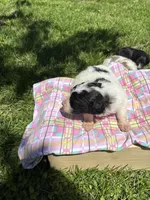 River, a female Pyredoodle for sale in Kansas City, MO – Photo 3 of 3