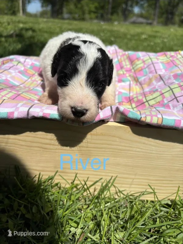 River – Pyredoodle puppy for sale in Kansas City, MO