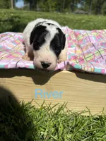 River, a female Pyredoodle for sale in Kansas City, MO – Photo 1 of 3