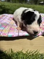 River, a female Pyredoodle for sale in Kansas City, MO – Photo 2 of 3