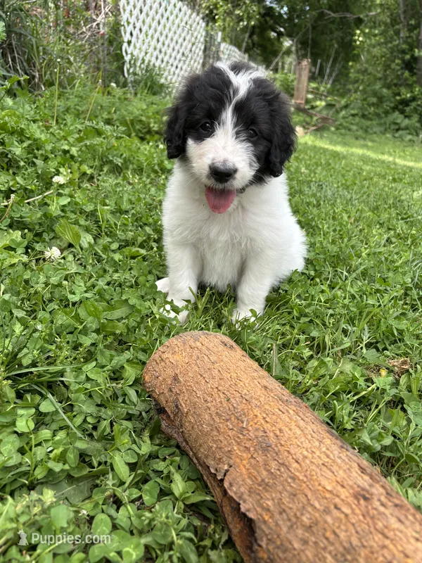 Wishbone – Pyredoodle puppy for sale in Kansas City, MO