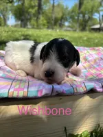Wishbone, a female Pyredoodle for sale in Kansas City, MO – Photo 1 of 3