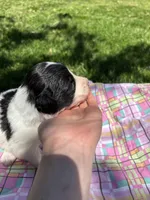 Wishbone, a female Pyredoodle for sale in Kansas City, MO – Photo 3 of 3