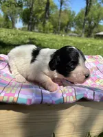 Wishbone, a female Pyredoodle for sale in Kansas City, MO – Photo 2 of 3