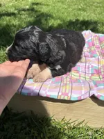 Charlie, a female Pyredoodle for sale in Kansas City, MO – Photo 3 of 3