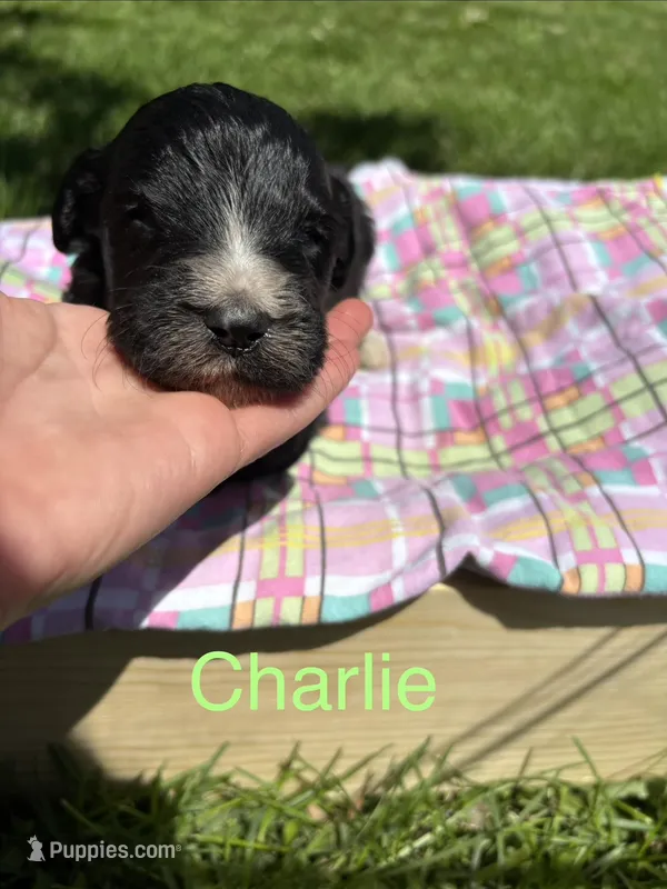 Charlie – Pyredoodle puppy for sale in Kansas City, MO