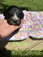 Charlie, a female Pyredoodle for sale in Kansas City, MO – Photo 1 of 3