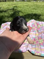 Charlie, a female Pyredoodle for sale in Kansas City, MO – Photo 2 of 3