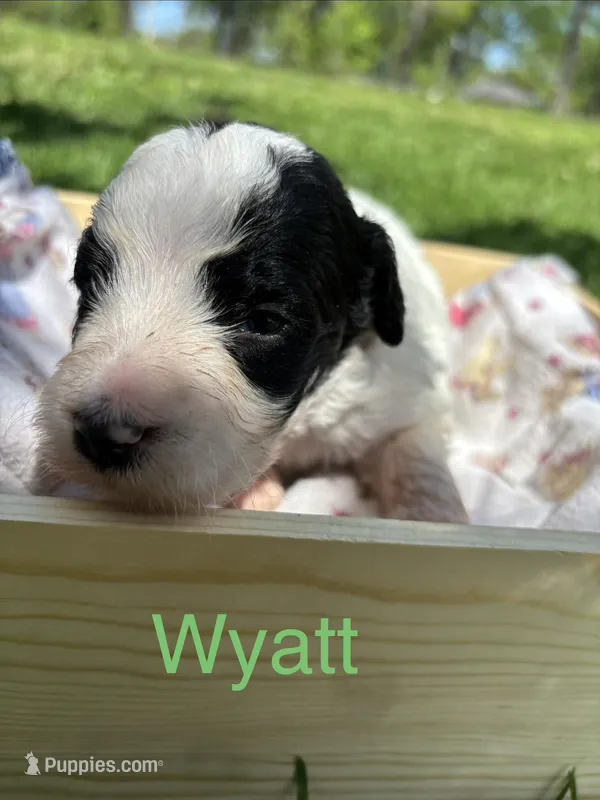 Wyatt – Pyredoodle puppy for sale in Kansas City, MO
