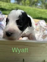 Wyatt, a male Pyredoodle for sale in Kansas City, MO – Photo 1 of 3