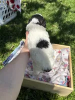 Wyatt, a male Pyredoodle for sale in Kansas City, MO – Photo 3 of 3