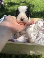 Wyatt, a male Pyredoodle for sale in Kansas City, MO – Photo 2 of 3