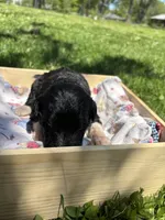 Will, a male Pyredoodle for sale in Kansas City, MO – Photo 2 of 6