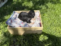 Will, a male Pyredoodle for sale in Kansas City, MO – Photo 6 of 6