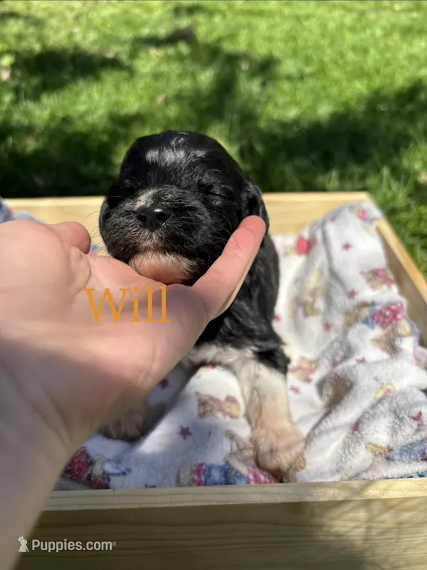 Will – Pyredoodle puppy for sale in Kansas City, MO
