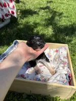 Will, a male Pyredoodle for sale in Kansas City, MO – Photo 3 of 6