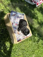 Will, a male Pyredoodle for sale in Kansas City, MO – Photo 5 of 6